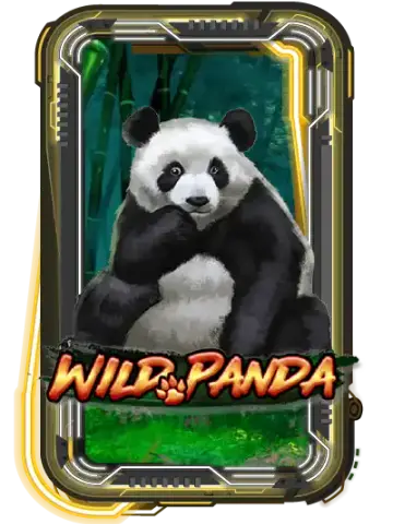 Wild Panda